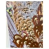 Framed David Matthew Photographic Print of Pheasant Feathers