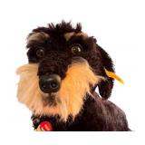 D - Steiff Waldi Family Plush Dog