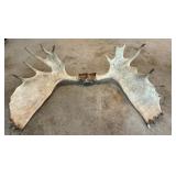 G - Large Set of Moose Antlers