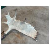 G - Large Set of Moose Antlers