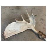 G - Large Set of Moose Antlers