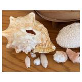 LL - Seashells, Coral, and Sea Fan Collection with Two Woven Baskets