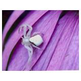 LL - Framed Photographic Print by David Mathew, Spider on Purple Flower