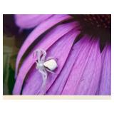 LL - Framed Photographic Print by David Mathew, Spider on Purple Flower