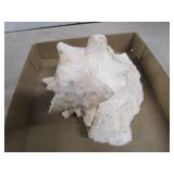 Large Conch Shell