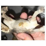 Lot of Vintage Animal Figurines - Lions, Camels, Elephants, and More