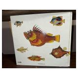 Tropical Fishes of the East Indies by Samuel Fallours