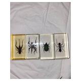 Set of 4 Insect Specimen Paperweights: Beetle, Spider, Ant, Cricket
