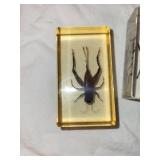 Set of 4 Insect Specimen Paperweights: Beetle, Spider, Ant, Cricket