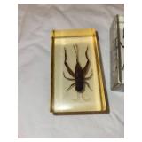 Set of 4 Insect Specimen Paperweights: Beetle, Spider, Ant, Cricket