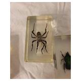 Set of 4 Insect Specimen Paperweights: Beetle, Spider, Ant, Cricket