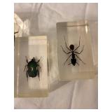 Set of 4 Insect Specimen Paperweights: Beetle, Spider, Ant, Cricket