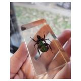 Set of 4 Insect Specimen Paperweights: Beetle, Spider, Ant, Cricket