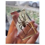 Set of 4 Insect Specimen Paperweights: Beetle, Spider, Ant, Cricket