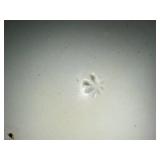 Vintage Floral Ceramic Bowl with Unique Base Mark