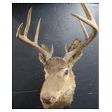 VINTAGE DEER MOUNT