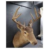 VINTAGE DEER MOUNT