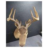 VINTAGE DEER MOUNT