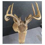 VINTAGE DEER MOUNT