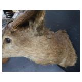 VINTAGE DEER MOUNT