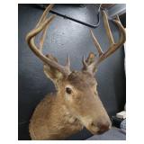 VINTAGE DEER MOUNT