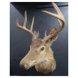 VINTAGE DEER MOUNT