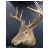 VINTAGE DEER MOUNT