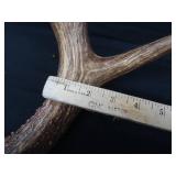 15 PT. DEER ANTLERS