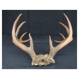 15 PT. DEER ANTLERS