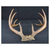 15 PT. DEER ANTLERS