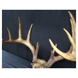 15 PT. DEER ANTLERS