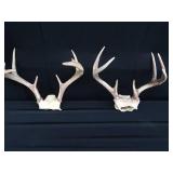2 SETS OF ANTLERS