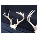 2 SETS OF ANTLERS