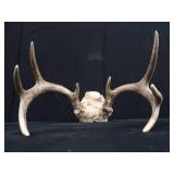 2 SETS OF ANTLERS