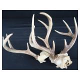 2 SETS OF ANTLERS
