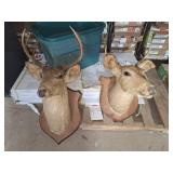 1968 white tail deer mount