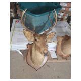1968 white tail deer mount