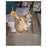 1968 white tail deer mount