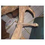 1968 white tail deer mount