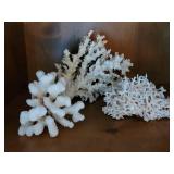Natural Coral Specimen Collection
