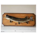 Muskie Taxidermy Mount