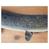 Muskie Taxidermy Mount