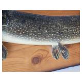 Muskie Taxidermy Mount