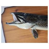 Muskie Taxidermy Mount