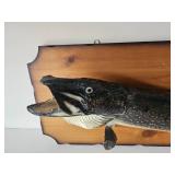 Muskie Taxidermy Mount
