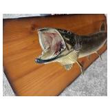 Muskie Taxidermy Mount