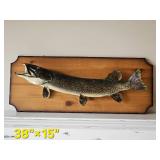 Muskie Taxidermy Mount