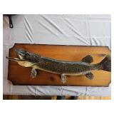 Muskie Taxidermy Mount
