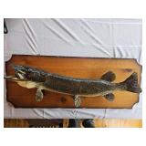 Muskie Taxidermy Mount