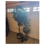 8 Foot Silk Fig Tree & Siblings